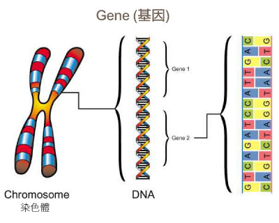 什麼是DNA